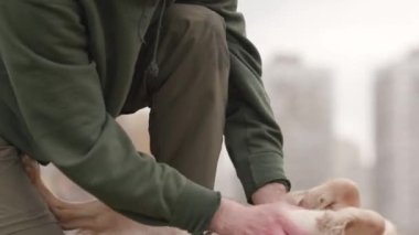 Bir cocker spaniel otların üzerinde yatar ve bir adam karnını kaşırken patilerini kıpırdatır. Bir adam parkta sabah yürüyüşü sırasında köpeğiyle oynar. Yüksek kalite 4k görüntü