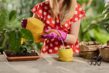 Toprağı tohumlarla sulayan kadın yavaş hareket ediyor. Bitkileri tohumu ekerken kadın bahçıvanın toprağı sulamasının kırpılmış görüntüsü. Yüksek kaliteli FullHD görüntüler