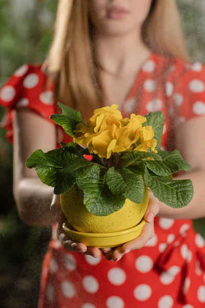 Eine Frau Gartenhandschuhen Steckt Erde Einen Blumentopf Und Pflanzt Dort — Stockfoto