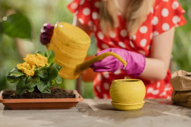 Toprağı tohumlarla sulayan kadın yavaş hareket ediyor. Bitkileri tohumu ekerken kadın bahçıvanın toprağı sulamasının kırpılmış görüntüsü. Yüksek kaliteli FullHD görüntüler