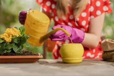 Toprağı tohumlarla sulayan kadın yavaş hareket ediyor. Bitkileri tohumu ekerken kadın bahçıvanın toprağı sulamasının kırpılmış görüntüsü. Yüksek kaliteli FullHD görüntüler