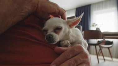 Beyaz yetişkin bir adam evcil hayvanını okşuyor. Bir adam küçük bir chihuahua köpeğine bakar. İnsan ve hayvan arkadaşlığı kavramı. Özgür çocuk bir aile yerine bir köpek başlatır. Yüksek kalite 4k