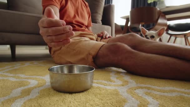 彼のペットチフアに餌を与える男のクローズアップ 人間は犬に餌を与えるために手から食べ物を食べる 自宅で犬の餌や世話をする 高品質の4K映像 — ストック動画