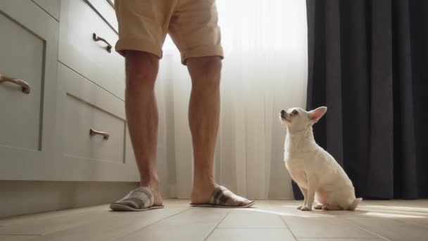Nahaufnahme Eines Mannes Der Sein Haustier Chihuahua Füttert Ein Mensch — Stockvideo