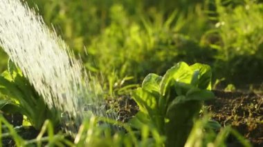 Sebzeleri sulamak ya da bahçeyi zararlılara karşı tedavi etmek. Lahana yataklarının sulanması. Bitkilerin daha iyi büyümesi için toprağın nemlenmesi. Ağır çekim modu. Kapatın. Yüksek kalite 4k görüntü