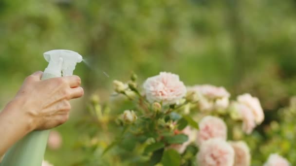 Uma Mulher Pulveriza Peônias Rosa Com Água Jardim Faz Floricultura — Vídeo de Stock