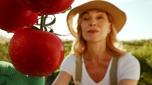 매력적인 여성은 야채를 재배하고 수확을 확인하고 있습니다 숙녀는 토마토의 성숙도를 — 비디오