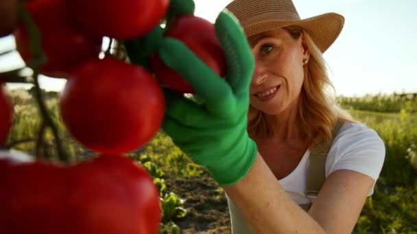 Una Encantadora Mujer Mediana Edad Sonriente Está Cultivando Verduras Revisando — Vídeo de stock