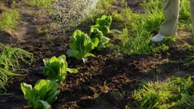 Gülümseyen orta yaşlı bir kadın sıcak havalarda sebze bahçesinde güneş ışınlarıyla çalışır. Güneşli bir yaz gününde bir bayan yatakları bir su bidonuyla suluyor. Çevre dostu kavramı