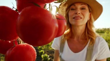 Çekici gülümseyen orta yaşlı bir kadın sebze yetiştiriyor ve hasadı kontrol ediyor. Bir bayan domateslerin olgunluğunu değerlendirir ve doğum sonuçlarından memnun kalır. Eş zamanlı kavramı