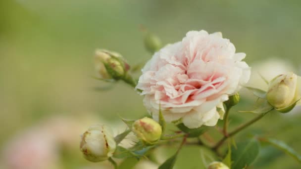 Osoitus Kauniista Pioneista Huolehtimisesta Ruiskutus Vaaleanpunainen Pioneja Vedellä Puutarhassa Kukkaviljely — kuvapankkivideo