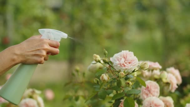 Una Donna Spruzza Peonie Rosa Con Acqua Giardino Della Floricoltura — Video Stock