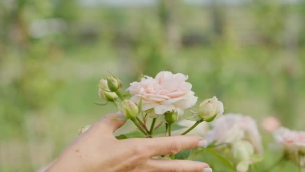 一个中年妇女在侧面看笑的很宽 轻柔地触摸和嗅闻牡丹与爱和柔情 一位女士享受着她最喜爱的花香和她对花卉栽培劳动成果的喜悦 — 图库视频影像