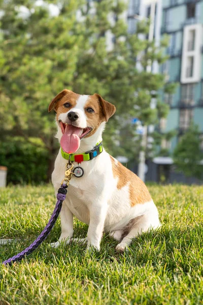 Cute Little Jack Russell Terrier Dog Sits Lawn Purple Leash — Stock Photo, Image