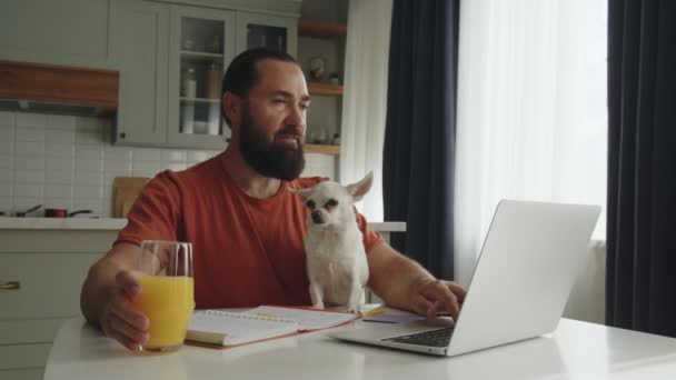 若いひげ付きの男がキッチンテーブルに座り ペットの友人 白い犬のチワワと一緒に それをストロークし ラップトップを使ってビジネスに関する電子ブックを読みます 愛する飼い主は少し疲れている — ストック動画