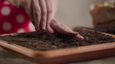 Çömleğe tohum eken bir kadının yavaş çekim görüntüsü. Toprağa dokunan bir insan görüntüsü. Evde bahçıvanlık. Yüksek kaliteli FullHD görüntüler