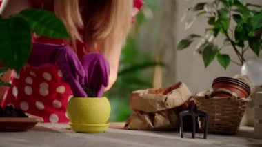 Çiçek dükkanı çalışanı saksı bitkileri. Bahçe eldivenli bir kadının saksıya toprak koyması. Evde bahçe işleriyle uğraşan kadın görüntüsü. Yüksek kalite 4k görüntü