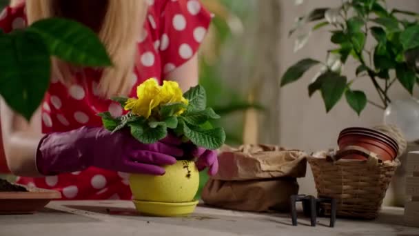 赤いドレスの女性は家庭菜園をしている 庭の手袋での女性の部分的なビューは ポットに花を植える 高品質4K映像 — ストック動画