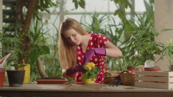 정원을 가꾸는 여자는 화분에 파헤치고 있습니다 식물을 돌본다 고품질 — 비디오