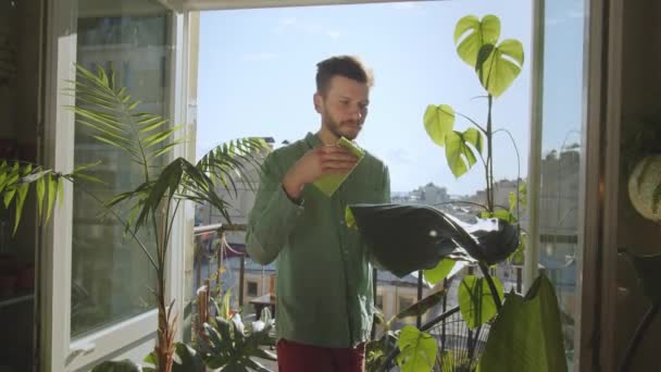 Ανθοπωλείο Που Εργάζονται Βοτανικό Κήπο Κηπουρός Επιλέγει Λουλούδι Θερμοκήπιο Εργαζόμενος — Αρχείο Βίντεο