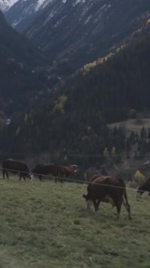 İnekler yemyeşil bir dağ çayırında huzur içinde otluyor ve arka planda manzaralı bir dağ manzarası var..