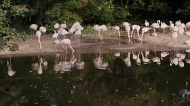 Suda güzel yansımalar yaratan, büyük bir grup zarif flamingo ile sakin bir manzara.