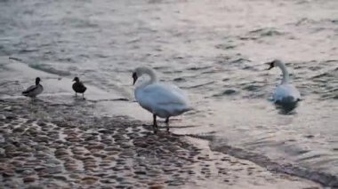 Kuğular ve ördekler sakin sahil şeridinde çakıl taşları ve arka planda hafif dalgalarla eğleniyorlar..