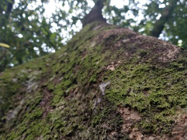 green moss on the background of an old big tree 