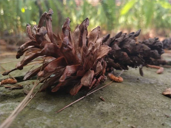 a closeup shot of a pine tree seeds