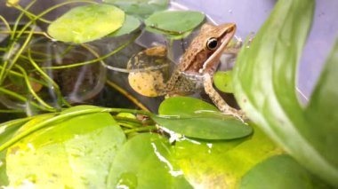 frog resting around water lily plant on a pond