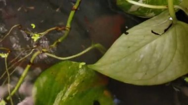 small fish swimming agile among the water plants in an outdoor mini pond