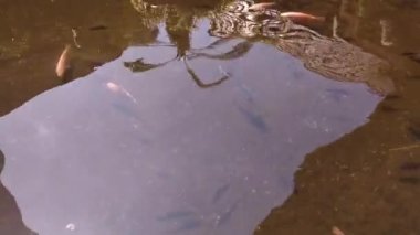 a crystal clear water pond with tilapia and gold fish. Clear fish pond water makes red tilapia clearly visible from the surface