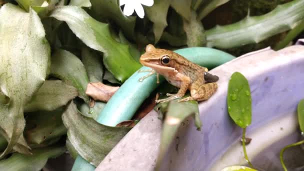 Juvenile Tree Frog Resting Lush Plant Garden — Stockvideo