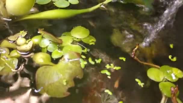 Мелкие Рыбки Плавают Среди Водных Растений Открытом Мини Пруду — стоковое видео