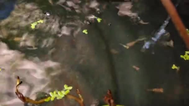 屋外のミニ池で水生植物の間で泳ぐ小さな魚は — ストック動画
