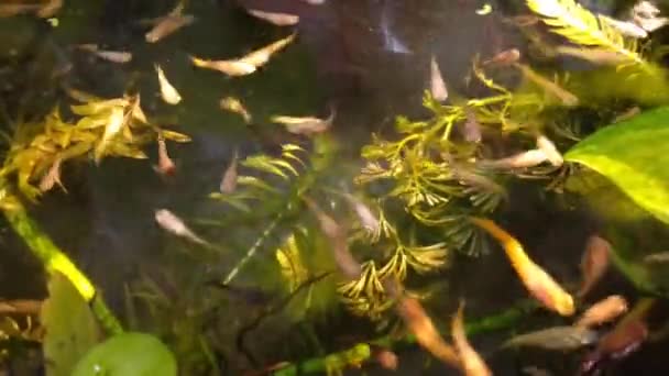 屋外のミニ池で水生植物の間で泳ぐ小さな魚は — ストック動画