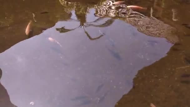 Crystal Clear Water Pond Tilapia Gold Fish Clear Fish Pond — Stock video