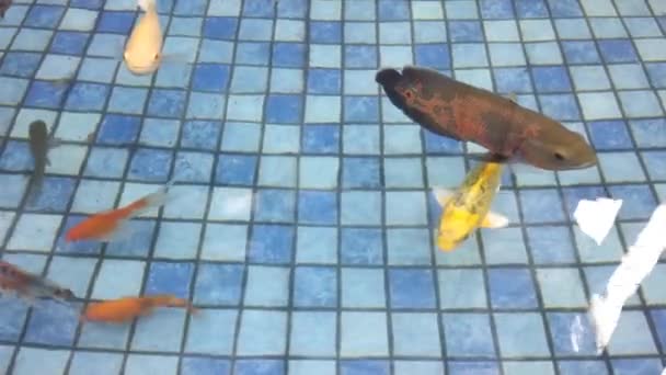 Fancy Carp Fish Koi Oscar Fish Other Ornamental Fish Pond — Stock video