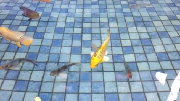 Fancy Carp Fish Koi Arowana Oscar Fish Other Ornamental Fish — Video Stock