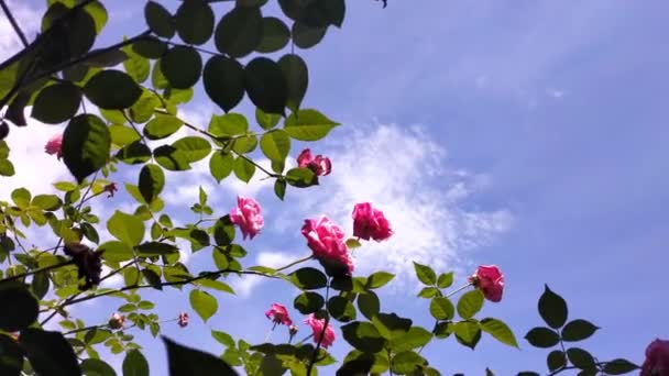 青空を背景に風に吹かれ花びらをバラ — ストック動画