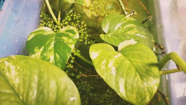 Green Leaves Natural Background Lush Betel Plant Leaves Water Surface — Video Stock