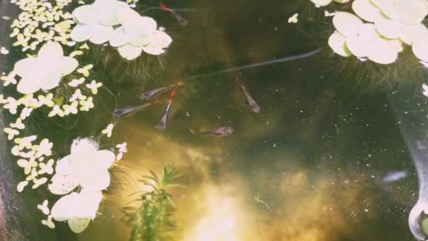 野生生物自然水生態系水生植物や小魚の泳ぎ — ストック動画