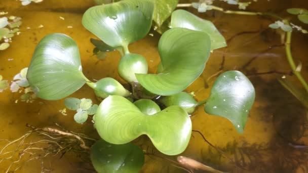 Close Water Hyacinth Green Foliage Water Small Fish Swimming — Αρχείο Βίντεο