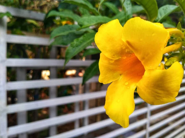Allamanda cathartica or golden trumpet flower, common trumpetvine, or yellow allamanda, is a species of flower from the genus Allamanda in the family Apocynaceae.
