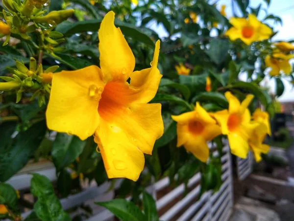 Allamanda cathartica or golden trumpet flower, common trumpetvine, or yellow allamanda, is a species of flower from the genus Allamanda in the family Apocynaceae.