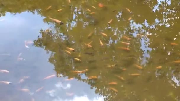 Tilapia Fish Various Size Clear Artificial Pond Visible Tilapia Fish — Stockvideo