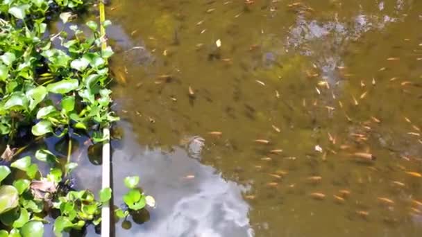 人工池に様々な大きさのティラピアの魚です 澄んだ水の上に見えるティラピア魚 魚の水泳 淡水魚栽培 — ストック動画