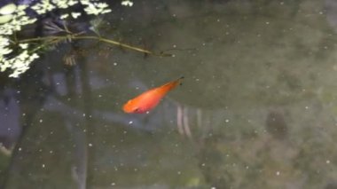 small yellow fish swimming with calm on clear water pond. Natural relaxation backyard. Molly fish around water plant