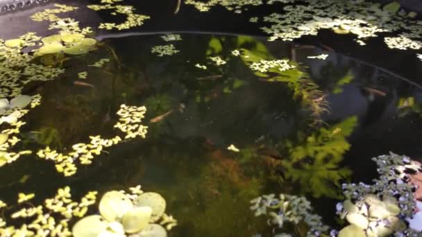 小さな魚は水生植物の間で敏捷泳ぐ 透明な水の池のグッピーです 自然リラックスの裏庭 朝の日差し — ストック動画