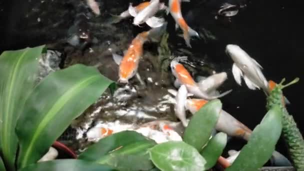 Fancy Carp Fish Koi Fish Swimming Pond Ornamental Plant — Stockvideo